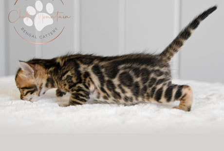 Bengal Kittens for sale near me